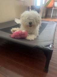 Reunited Male Dog last seen Kingfisher Ln, Mesquite, TX 75181, USA, Mesquite, TX 75181