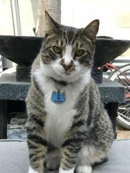 Lost Male Cat last seen Western and Syracuse, Stanton, CA 90680