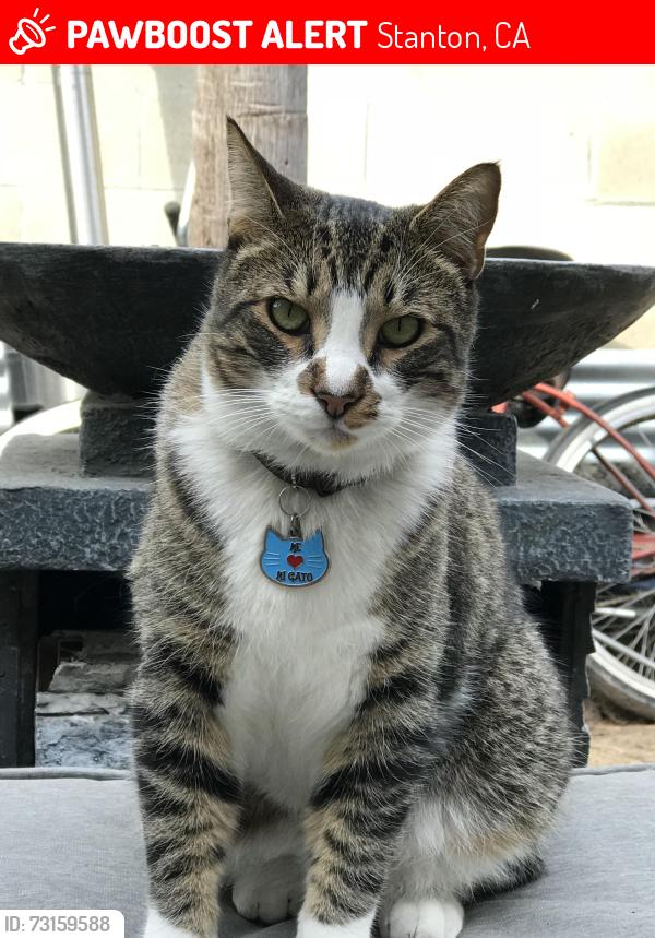 Lost Male Cat last seen Western and Syracuse, Stanton, CA 90680