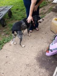 Found/Stray Female Dog last seen Kile Lake Rd/Lake Forest M.S., Wildwood Lake, TN 37323