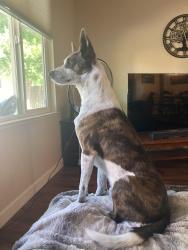 Reunited Male Dog last seen Robertson and Kobrock way, Carmichael, CA 95608