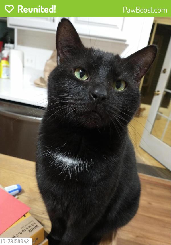 Reunited Male Cat last seen Timberleaf Drive, Buncombe County, NC 28732