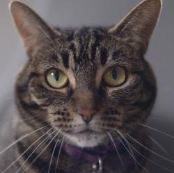 Reunited Female Cat last seen 29th and Howell, Seattle, WA 98122
