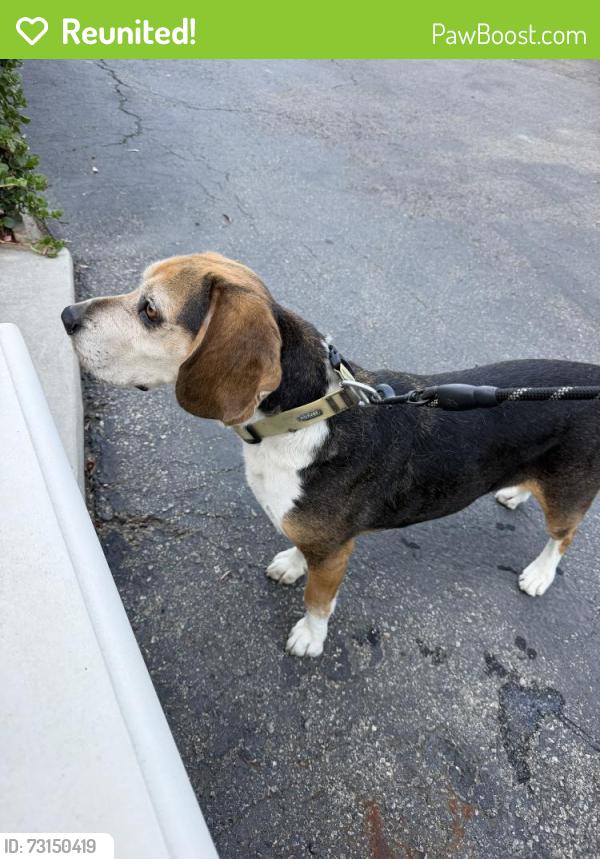 Reunited Male Dog last seen Mar Vista, Whittier, CA 90602