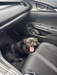 Reunited Male Dog last seen North Dysart road and West Ocotillo road, Dysart Ranch, AZ 85307