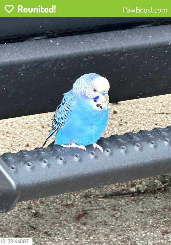 Reunited Male Bird last seen Apple Orchard trail, Conroe, TX 77301