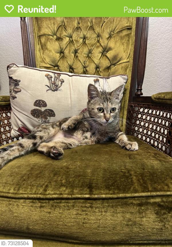 Reunited Female Cat last seen Elk Grove Florin & Bond, Elk Grove, CA 95624