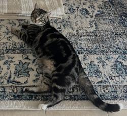 Reunited Male Cat last seen Tungsten Way, Sacramento, CA 95832