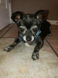 Found/Stray Female Dog last seen Hubbell St and Palm Valley Boulevard, Goodyear, AZ 85395