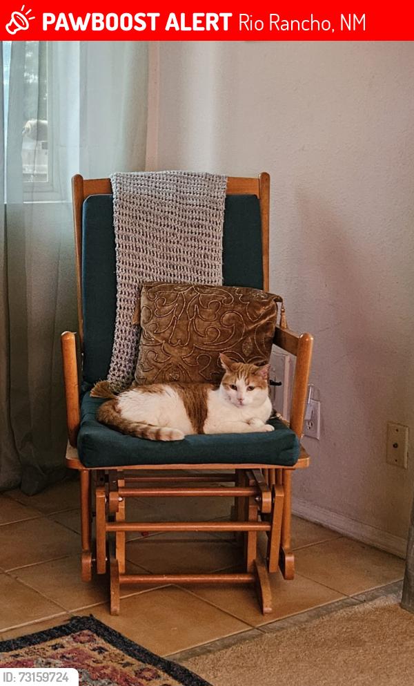 Lost Female Cat last seen Truchas meadows, Rio Rancho, NM 87144