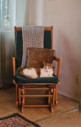 Lost Female Cat last seen Truchas meadows, Rio Rancho, NM 87144