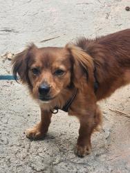 Found/Stray Male Dog last seen Alondra and Stage rd, Buena Park, CA 90621