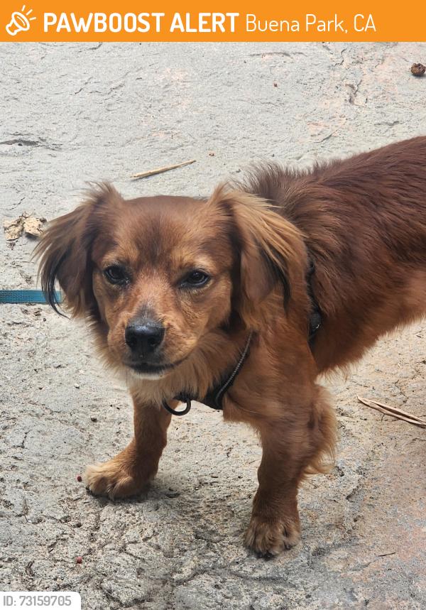 Found/Stray Male Dog last seen Alondra and Stage rd, Buena Park, CA 90621
