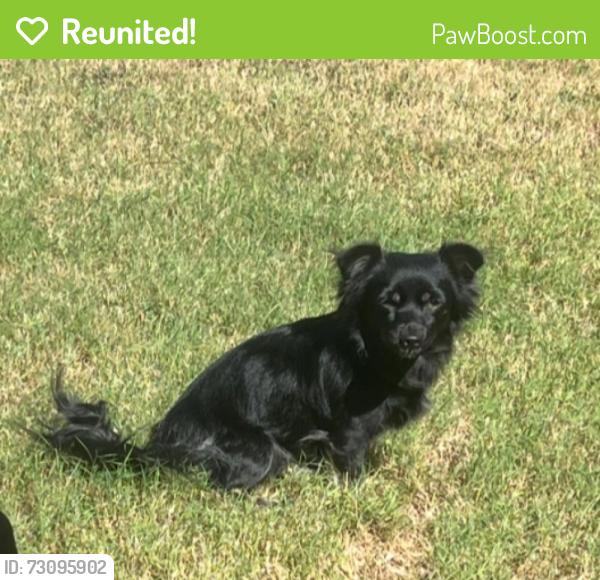 Reunited Female Dog last seen Cedarview & Plateau, Cedar Hill, TX 75104