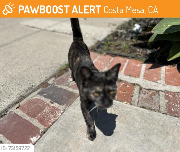 Found/Stray Female Cat last seen Westminster Ave, Costa Mesa, CA 92627