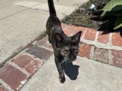 Found/Stray Female Cat last seen Westminster Ave, Costa Mesa, CA 92627