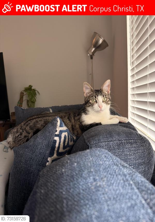 Lost Male Cat last seen tm intermediate school, Corpus Christi, TX 78418