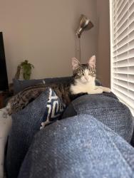Lost Male Cat last seen tm intermediate school, Corpus Christi, TX 78418