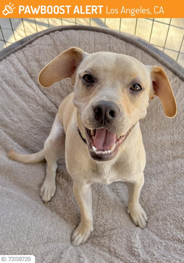 Found/Stray Male Dog last seen On the 105 freeway by the Avalon exit, Los Angeles, CA 90002
