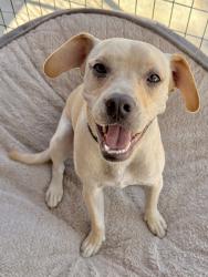 Found/Stray Male Dog last seen On the 105 freeway by the Avalon exit, Los Angeles, CA 90002