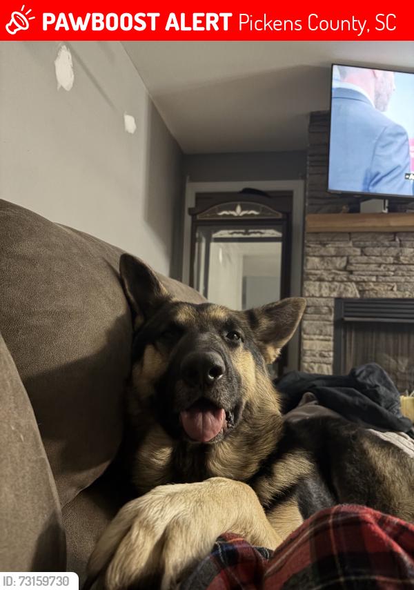 Lost Male Dog last seen Bolding Rd & Praters Creek Rd, Pickens County, SC 29671