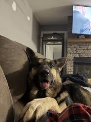 Lost Male Dog last seen Bolding Rd & Praters Creek Rd, Pickens County, SC 29671