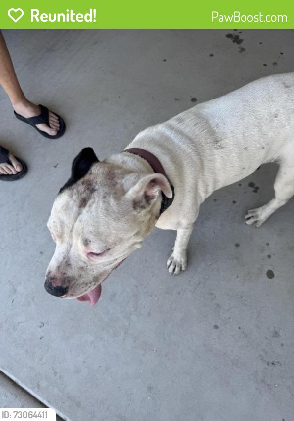 Reunited Female Dog last seen Roeben, Visalia, CA 93277