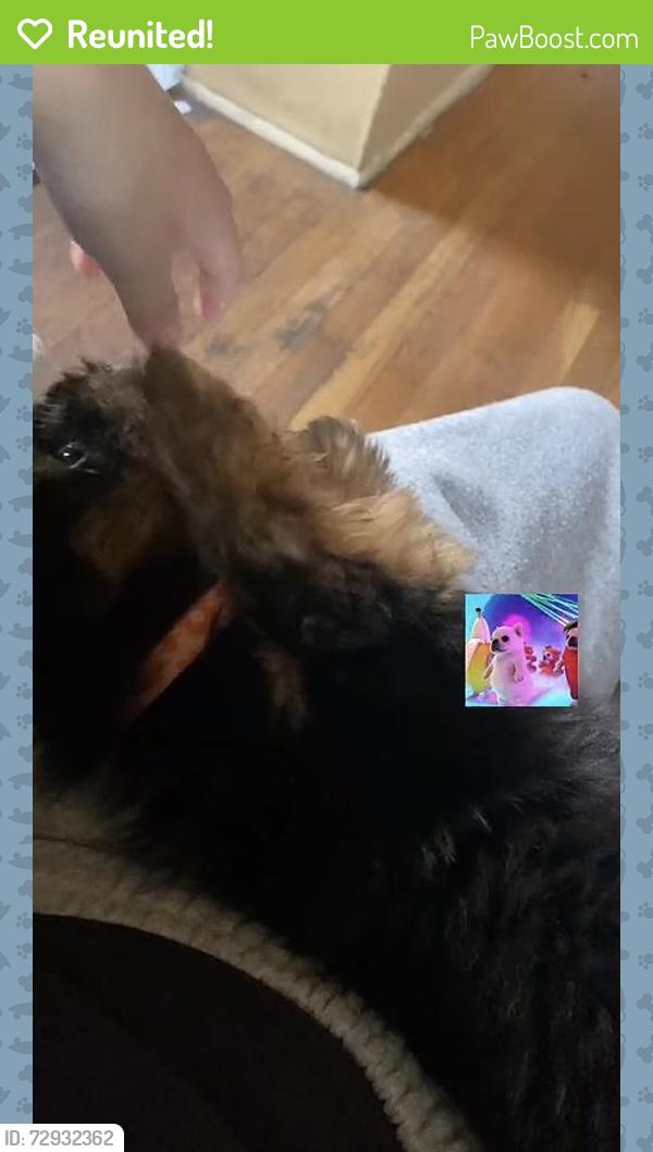 Reunited Male Dog last seen Near Shirley rd upper darby, Upper Darby Township, PA 19082