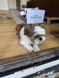 Found/Stray Male Dog last seen 37th Ave SW, Seattle, WA 98126
