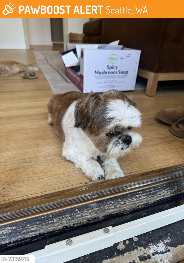 Found/Stray Male Dog last seen 37th Ave SW, Seattle, WA 98126