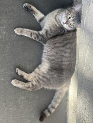 Lost Female Cat last seen Unknown- somewhere in La Puente, La Puente, CA 91744
