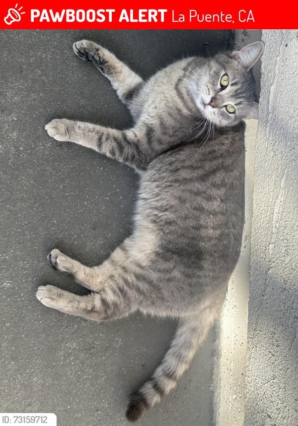 Lost Female Cat last seen Unknown- somewhere in La Puente, La Puente, CA 91744
