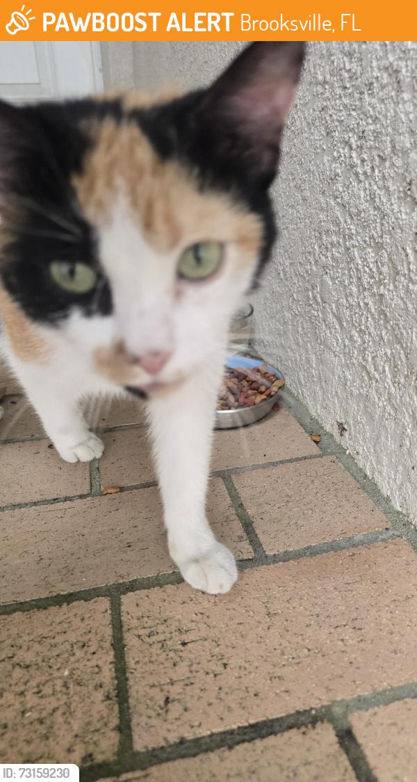 Found/Stray Female Cat last seen Hernando Oaks, Lissette Circle, Brooksville, FL 34604