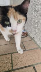 Found/Stray Female Cat last seen Hernando Oaks, Lissette Circle, Brooksville, FL 34604