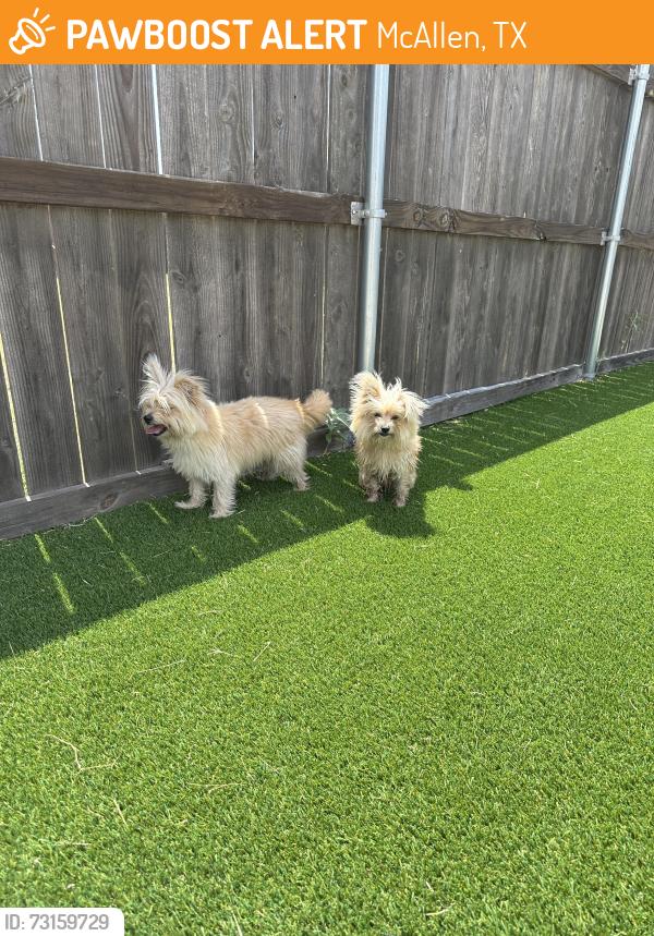 Found/Stray Female Dog last seen Mile 5, McAllen, TX 78504