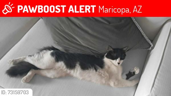 Lost Male Cat last seen West Picasso street near elementary school, Maricopa, AZ 85138