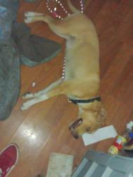 Reunited Female Dog last seen Minnesota, St. Louis, MO 63118