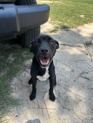 Found/Stray Female Dog last seen None, Springfield, SC 29107
