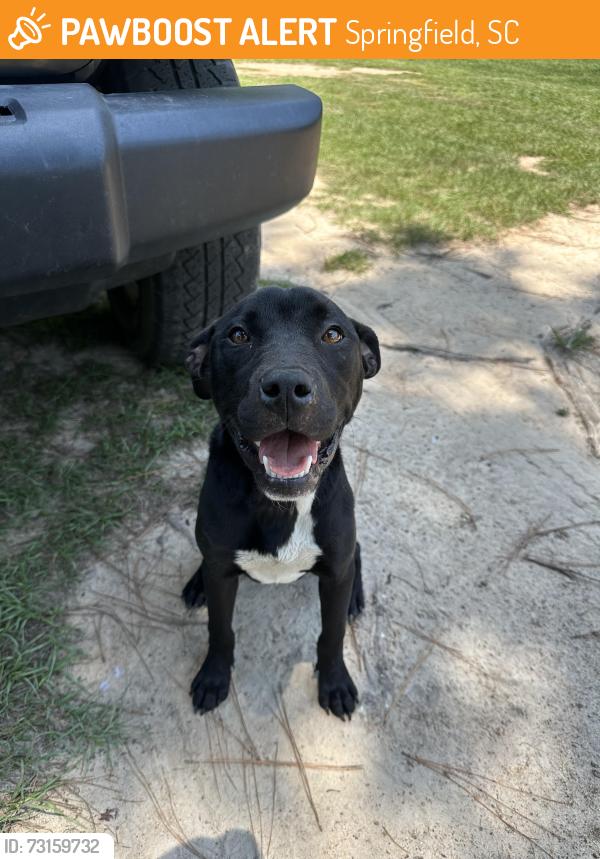Found/Stray Female Dog last seen None, Springfield, SC 29107