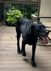Found/Stray Male Dog last seen Crichton Court/Wild Fern Drive Oak Ridge, NC, Oak Ridge, NC 27310