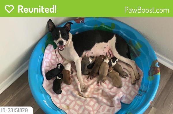 Reunited Female Dog last seen Village Dr, San Antonio, TX 78217, USA, San Antonio, TX 78217