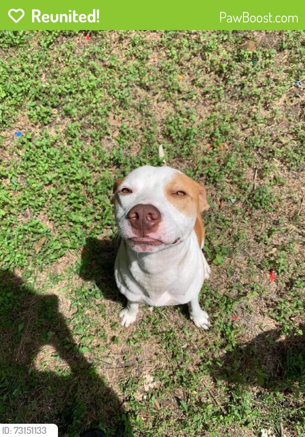 Reunited Male Dog last seen Village Row, San Antonio, TX 78218, USA, San Antonio, TX 78218