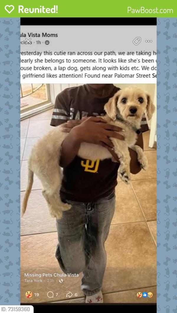 Reunited Female Dog last seen Palomar St, Chula Vista, CA 91911, USA, Chula Vista, CA 91911