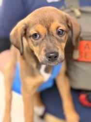 Shelter Stray Female Dog last seen western ave, City of Knoxville GP, TN, 3201 Division St, Knoxville, TN 37919, USA