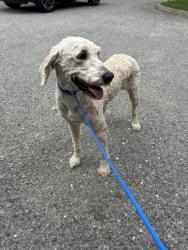 Shelter Stray Male Dog last seen Near Western Ave, City of Knoxville ASO, TN, 3201 Division St, Knoxville, TN 37919, USA