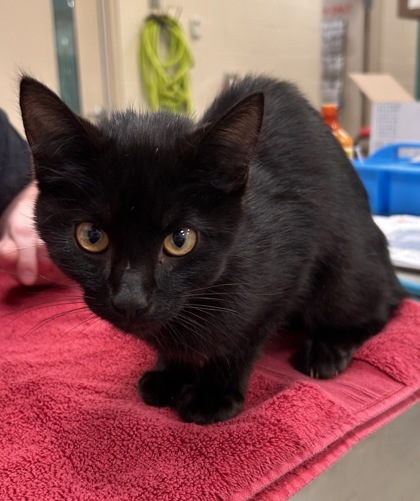 Shelter Stray Male Cat last seen Pebble Brook Blvd and Westfield Rd, HC Strays by Out of County Residents, IN, 10501 Hague Rd, Fishers, IN 46038, USA
