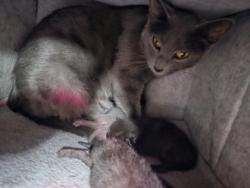 Shelter Stray Female Cat last seen Near block of Daniel Rd, Knox County GP, TN, 3201 Division St, Knoxville, TN 37919, USA