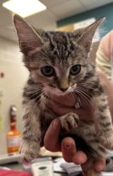 Shelter Stray Female Cat last seen Near Cicero Rd Lot 130, HC Strays by Out of County Residents, IN, 10501 Hague Rd, Fishers, IN 46038, USA