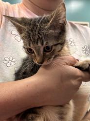 Shelter Stray Male Cat last seen Near Cicero Rd Lot 130, HC Strays by Out of County Residents, IN, 10501 Hague Rd, Fishers, IN 46038, USA