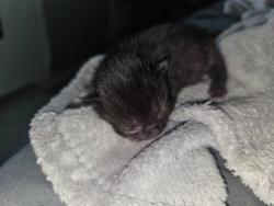Shelter Stray Male Cat last seen Near block of Daniel Rd, Knox County GP, TN, 3201 Division St, Knoxville, TN 37919, USA